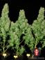Preview: Auto White Russian (Serious Seeds)