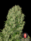 Preview: Auto White Russian (Serious Seeds)