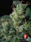 Preview: Kali Mist (Serious Seeds)