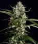 Preview: Seriosa (Serious Seeds)