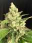 Preview: Seriosa (Serious Seeds)
