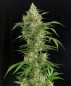 Preview: Seriosa (Serious Seeds)