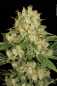 Preview: AK-47 (Serious Seeds)
