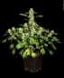 Preview: AK-47 (Serious Seeds)