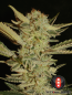 Preview: Bubblegum (Serious Seeds)