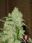 Preview: Bubblegum (Serious Seeds)