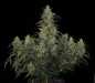 Preview: CBD-Chronic (Serious Seeds)