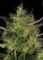 Preview: CBD-Chronic (Serious Seeds)
