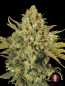 Preview: CBD-Warlock (Serious Seeds)
