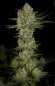 Preview: Serious Kush (Serious Seeds)