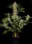 Preview: Serious Kush (Serious Seeds)