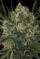 Preview: Serious Kush (Serious Seeds)