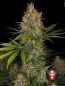 Preview: Strawberry AKeil (Serious Seeds)