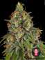 Preview: Strawberry AKeil (Serious Seeds)