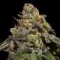Preview: OMG (Ripper Seeds)