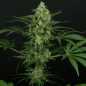 Preview: Criminal+ (Ripper Seeds)