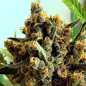 Preview: Criminal+ (Ripper Seeds)