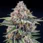 Preview: Eyeballz (Ripper Seeds)