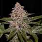 Preview: Radical Juice (Ripper Seeds)