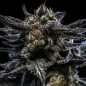 Preview: Zombie Kush (Ripper Seeds)