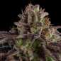 Preview: Kmintz (Ripper Seeds)
