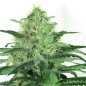 Preview: Sideral (Ripper Seeds)