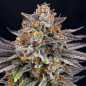 Preview: Candy Gaz (Ripper Seeds)
