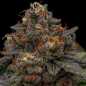 Preview: Korenji (Ripper Seeds)