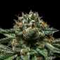 Preview: Chempie (Ripper Seeds)