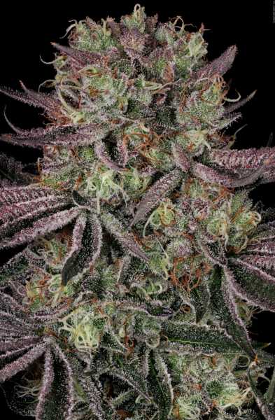 Seriotica (Serious Seeds)