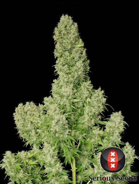 White Russian (Serious Seeds)