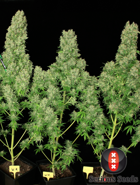 Preview: White Russian (Serious Seeds)