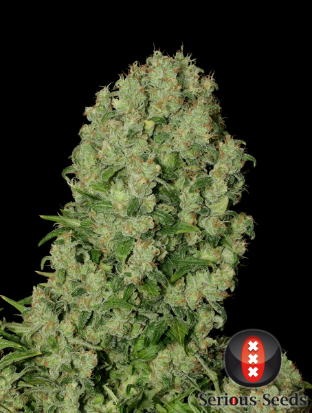 Preview: White Russian (Serious Seeds)