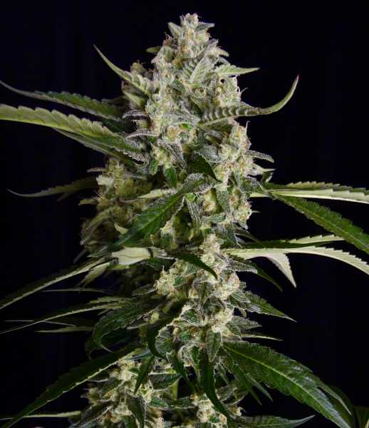 Seriosa (Serious Seeds)