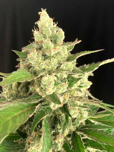 Preview: Seriosa (Serious Seeds)