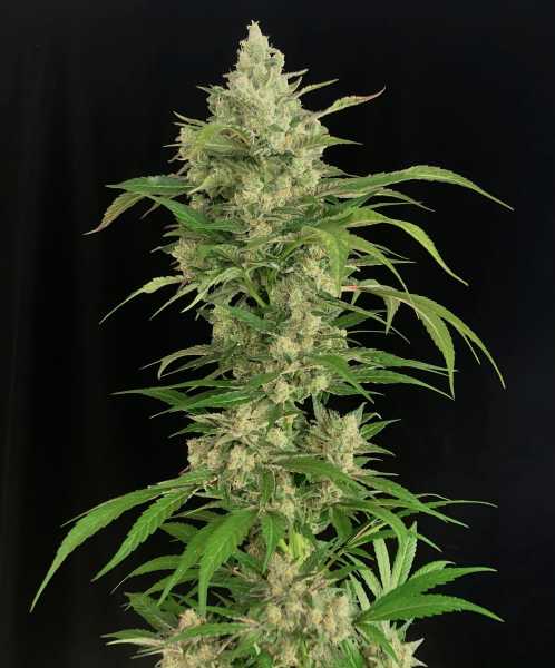 Preview: Seriosa (Serious Seeds)