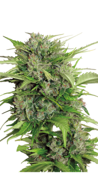 Auto AK-47 (Serious Seeds)