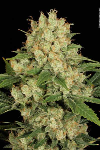 AK-47 (Serious Seeds)