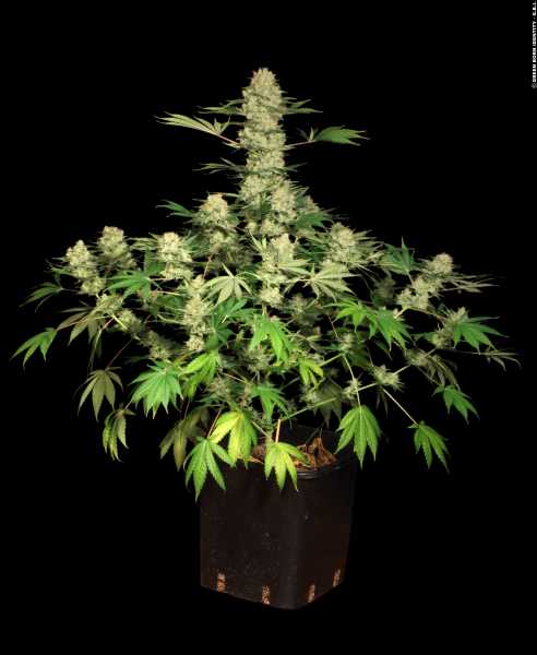 Preview: AK-47 (Serious Seeds)