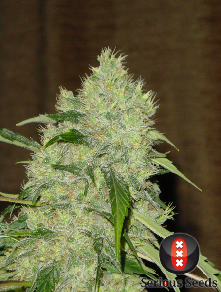 Preview: Bubblegum (Serious Seeds)