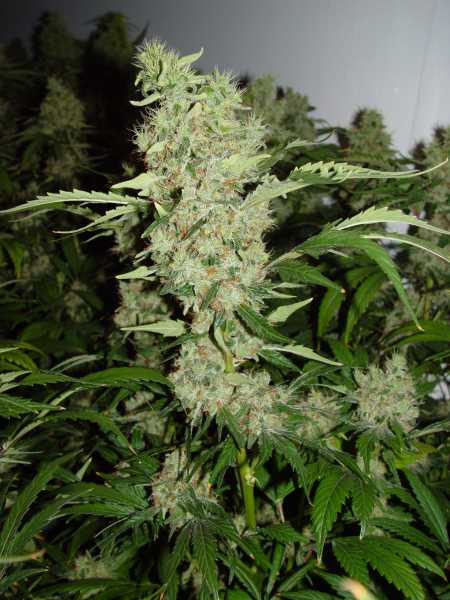 Preview: Bubblegum (Serious Seeds)