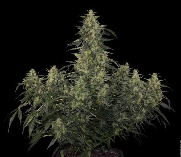 Preview: CBD-Chronic (Serious Seeds)