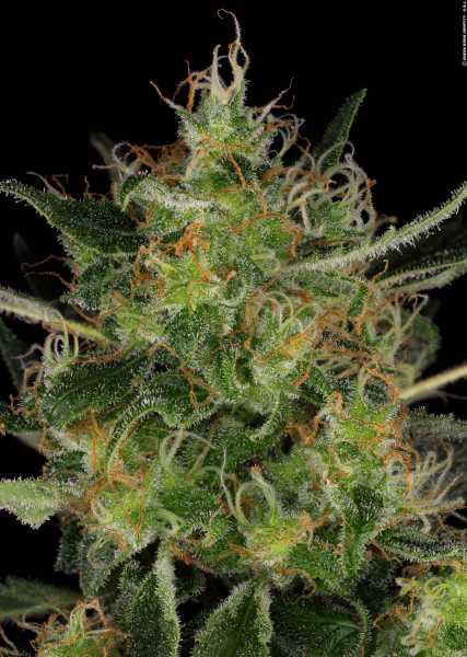 CBD-Chronic (Serious Seeds)
