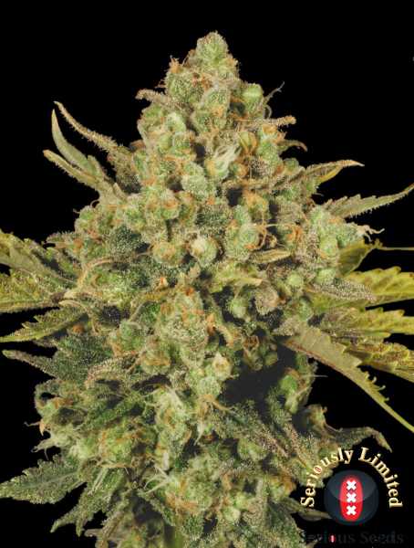 CBD-Warlock (Serious Seeds)