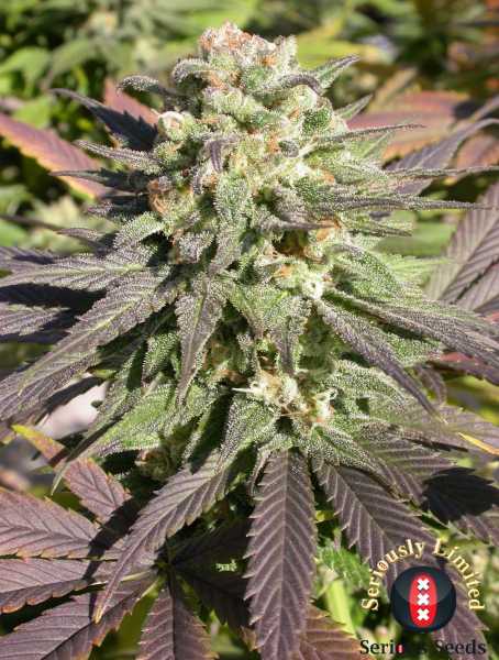 Preview: CBD-Warlock (Serious Seeds)