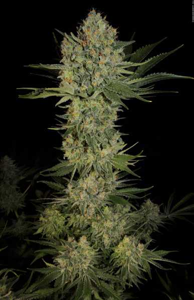 Serious Kush (Serious Seeds)