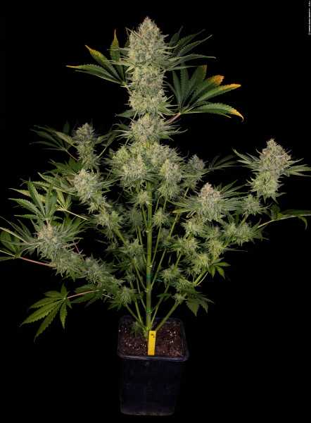 Preview: Serious Kush (Serious Seeds)