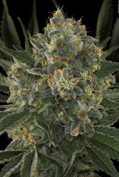 Preview: Serious Kush (Serious Seeds)