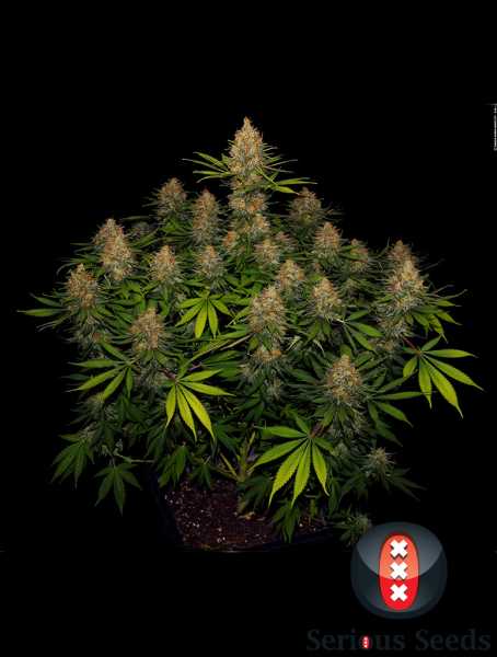 Preview: Strawberry AKeil (Serious Seeds)