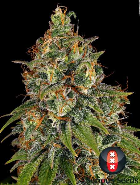 Preview: Strawberry AKeil (Serious Seeds)